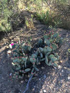 صورة Opuntia basilaris var. basilaris