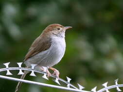 Imagem de Cisticola fulvicapilla fulvicapilla (Vieillot 1817)