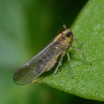 Image of Delphacid planthopper