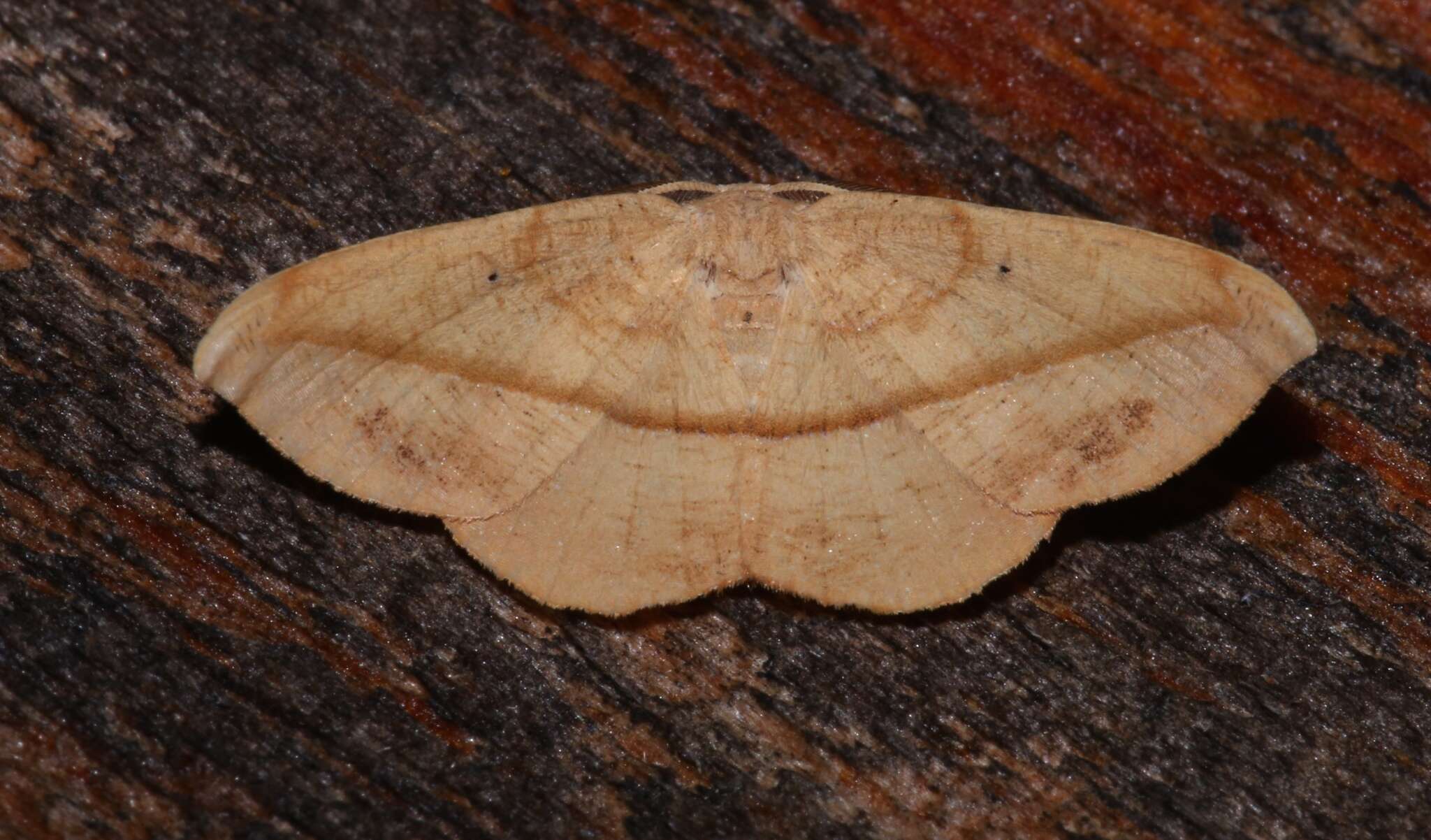 Image of Juniper-twig Geometer