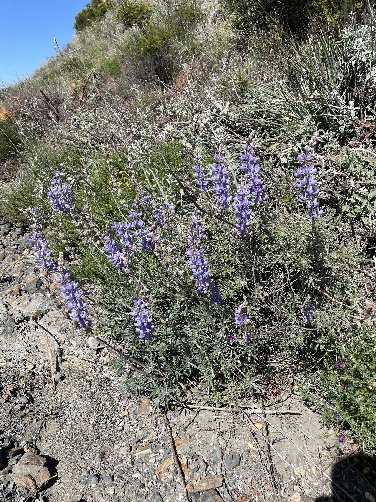 Imagem de Lupinus excubitus subsp. hallii (Abrams) D. B. Dunn