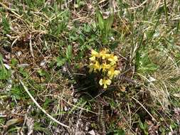 Image of Oeder's lousewort