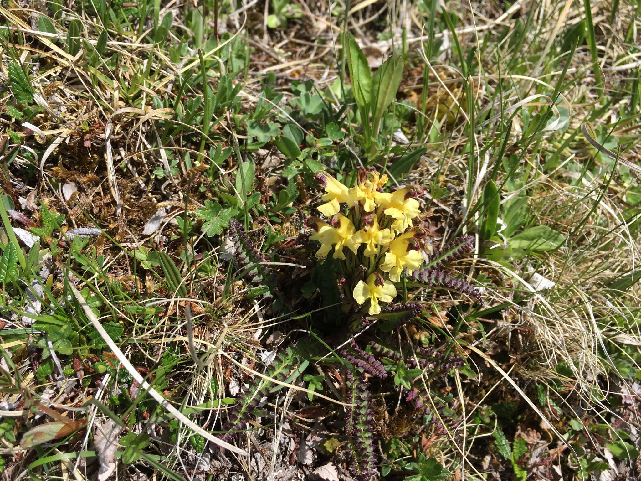 Image of Oeder's lousewort