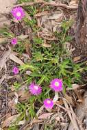 Image of Carpobrotus modestus S. T. Blake