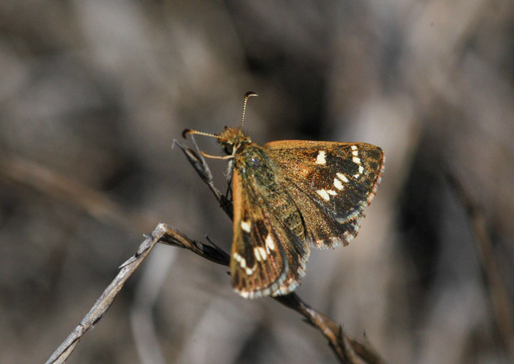 Image of Anisynta cynone Hewitson 1874