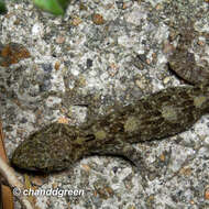 Image of Gray's Chinese Gecko