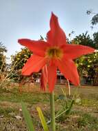 Imagem de Hippeastrum puniceum (Lam.) Voss