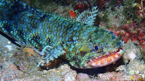 Image of Orangemouth lizardfish