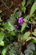 Image of Achimenes patens Benth.