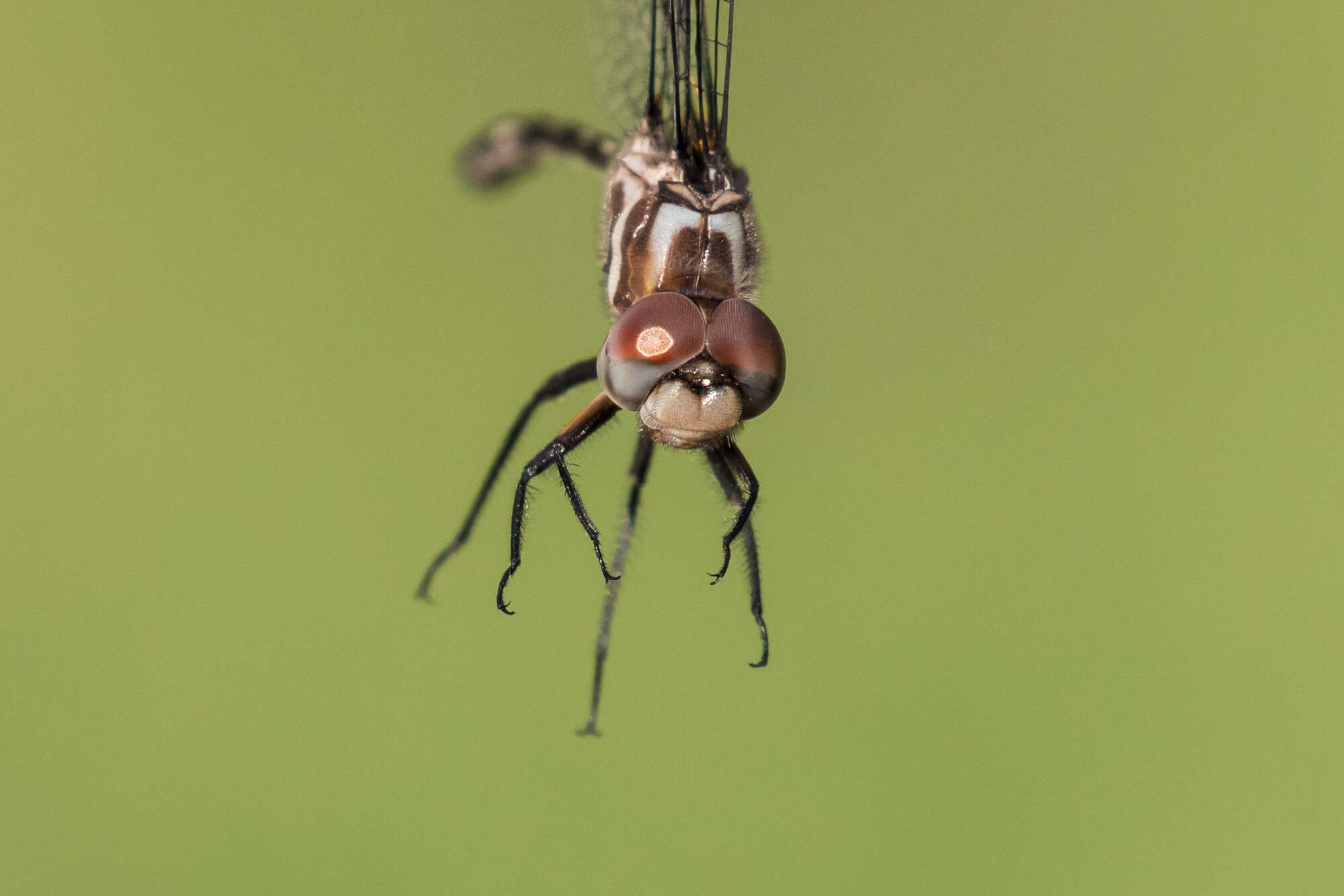 Image of Pale-faced Clubskimmer