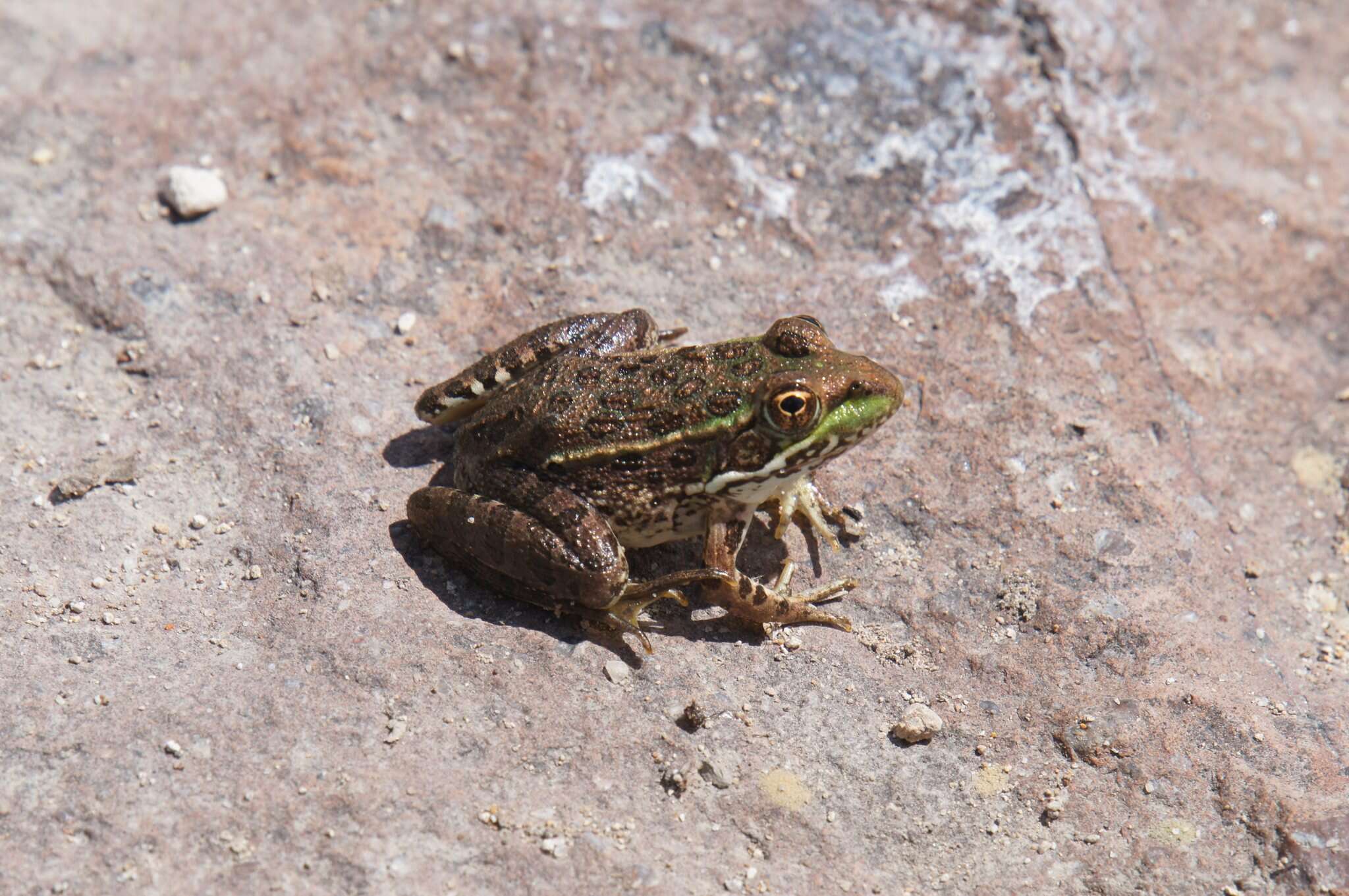 Image of Chiricahua Leopard Frog