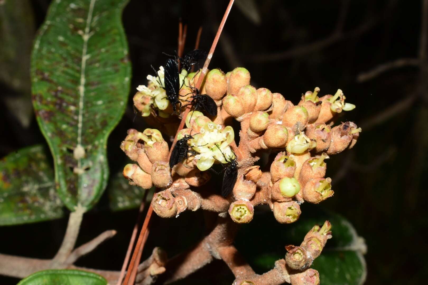 صورة Miconia lanceolata (Desr.) DC.