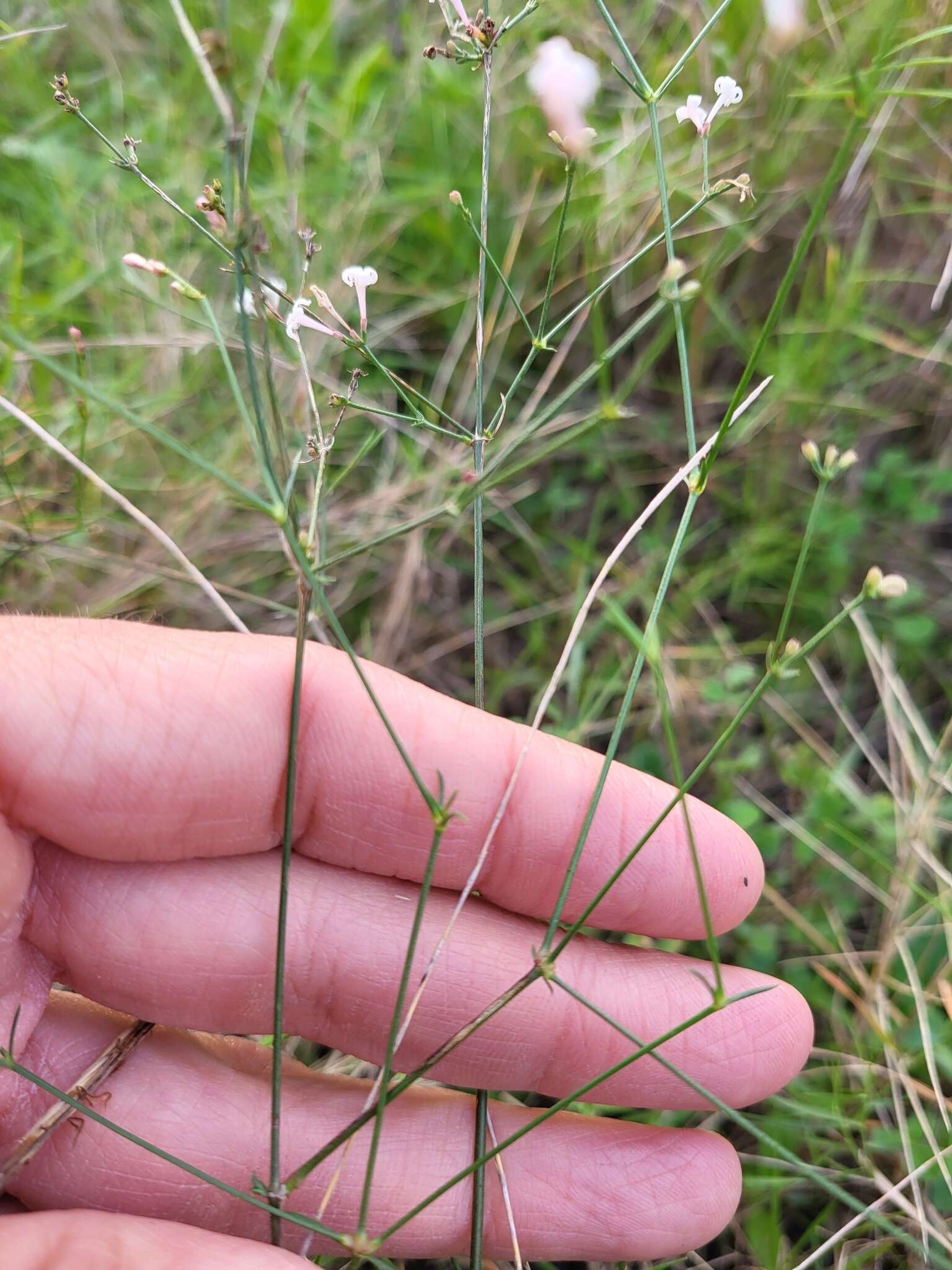 Image of Asperula aristata L. fil.