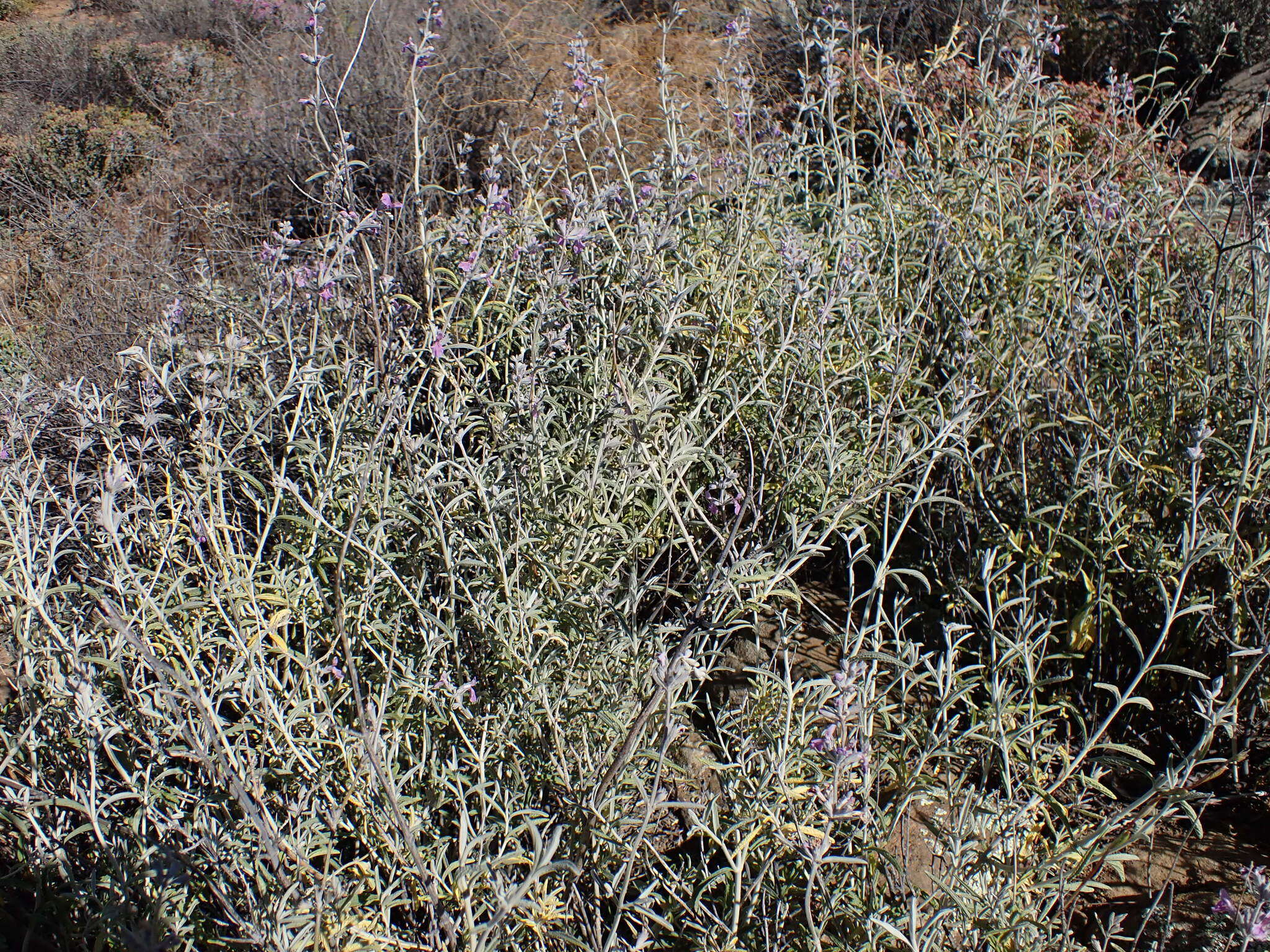 Imagem de Stachys rugosa Aiton