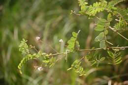 Imagem de Aeschynomene americana var. americana