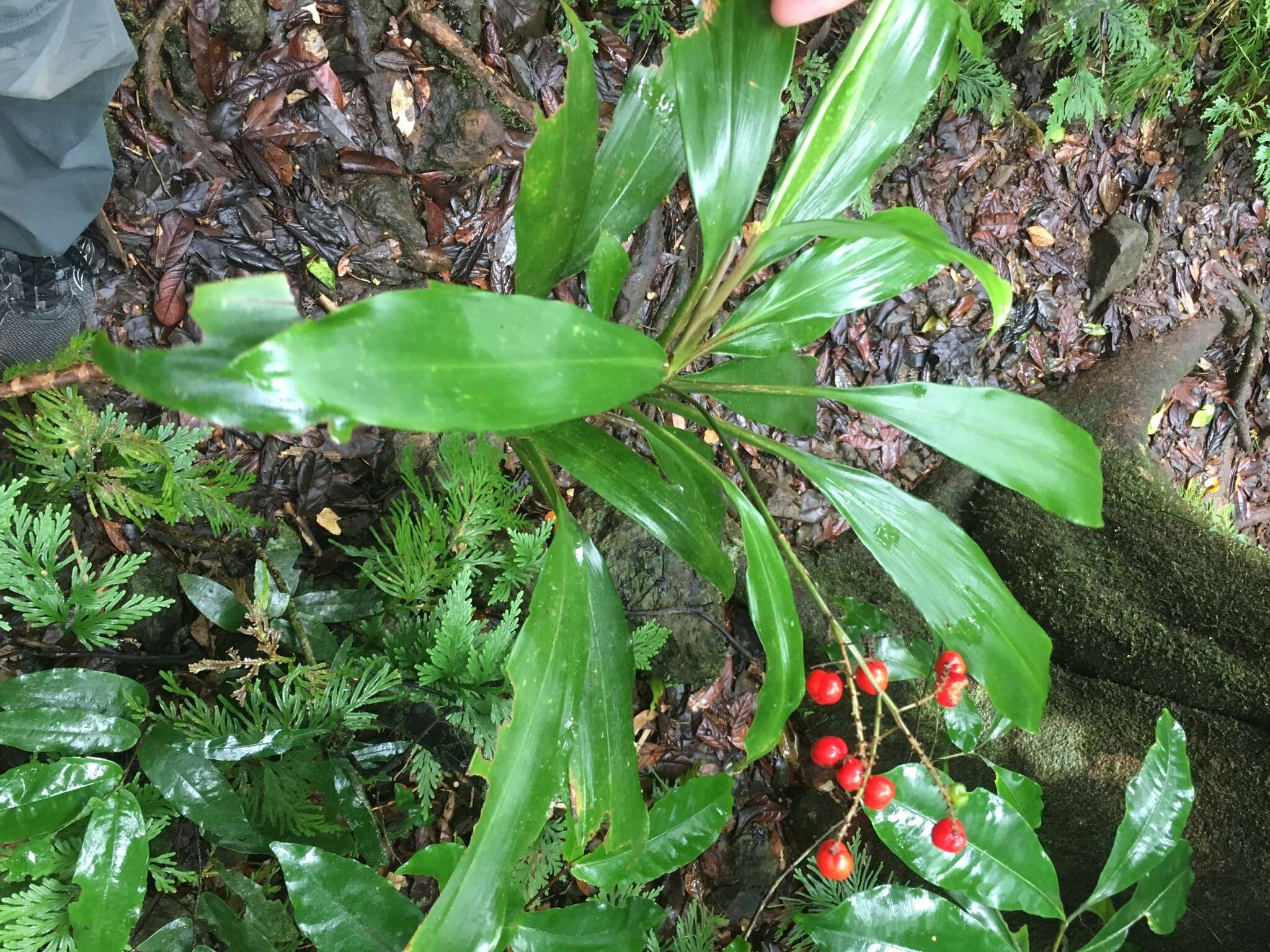 Image of Cordyline cannifolia R. Br.