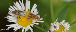 Image of Stictopleurus minutus Blöte 1934