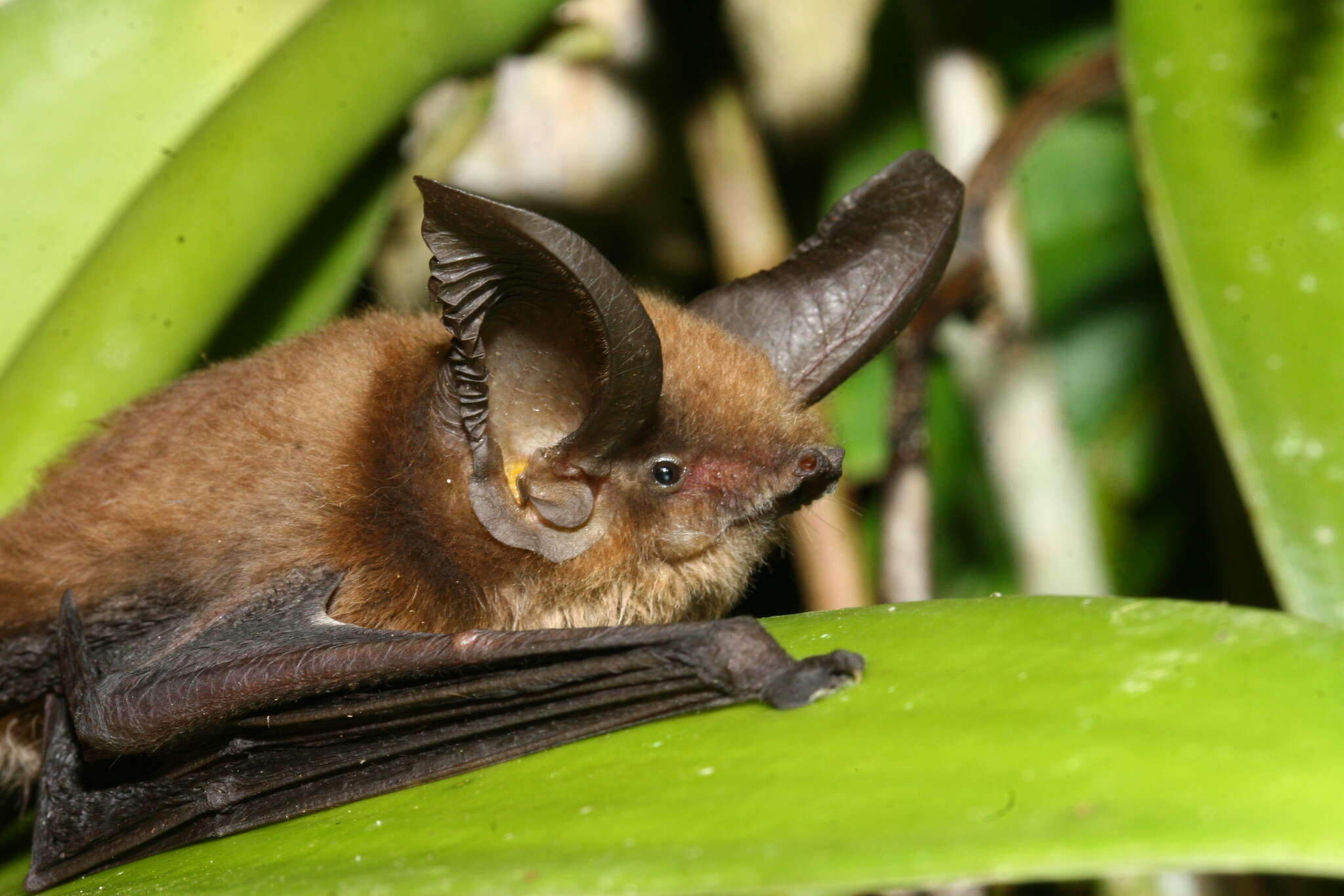 Image of Eastern Malagasy Sucker-footed Bat