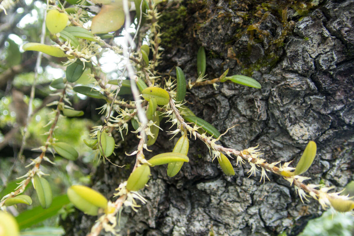 Imagem de Bulbophyllum clandestinum Lindl.