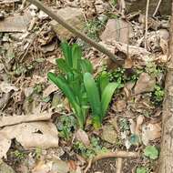 Imagem de Lycoris chinensis Traub