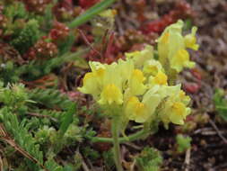 Image of Linaria supina subsp. supina