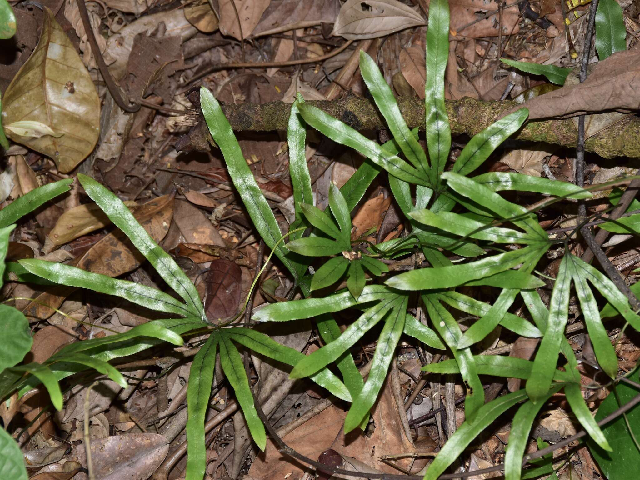 Image of Lygodium longifolium (Willd.) Sw.
