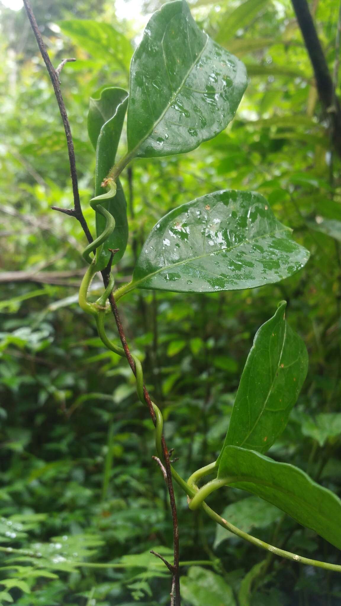 Image of Mendoncia flagellaris (Baker) Benoist