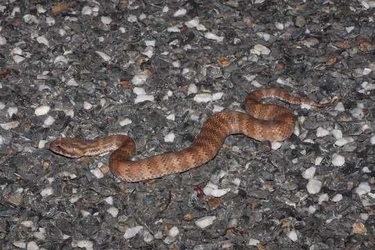 Image of Northern death adder