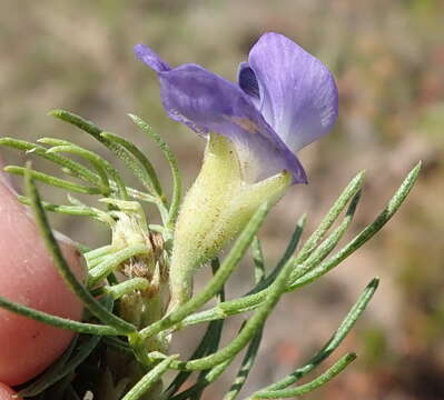 Image of Psoralea azuroides