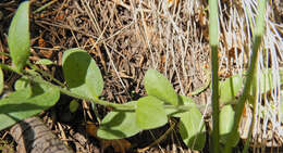 Image de Draba helleriana Greene