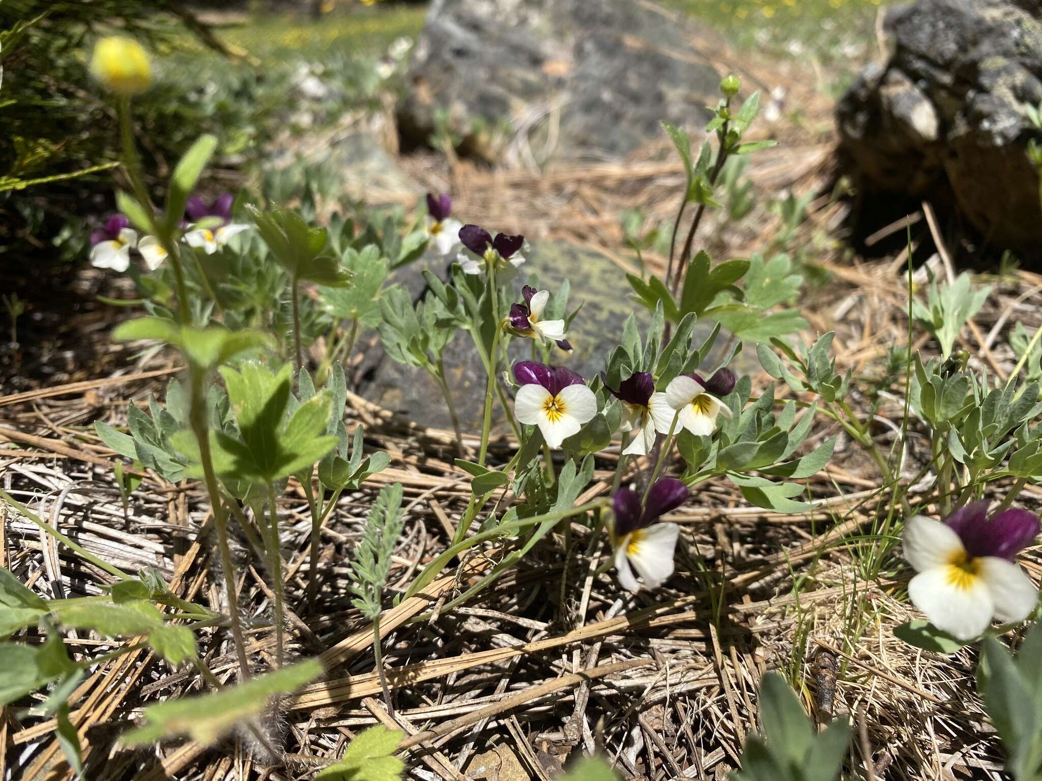 Image of Oregon violet