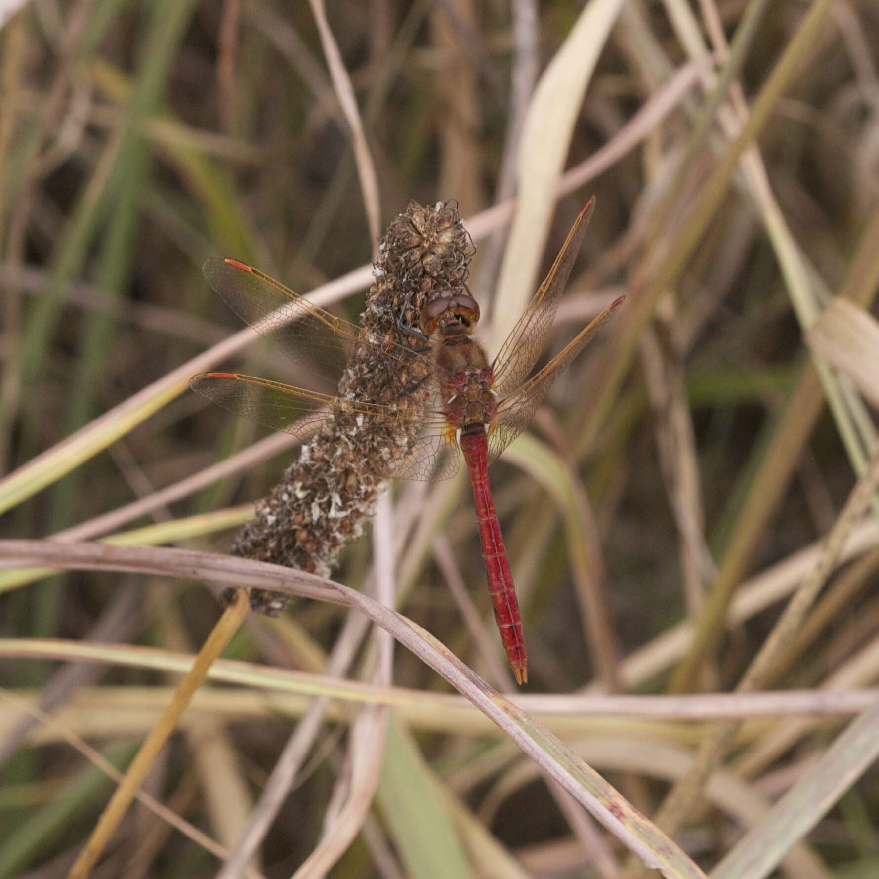 Image of Saffron-winged Meadowhawk