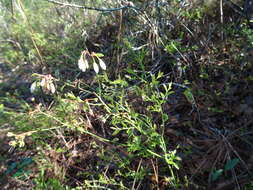 Image de Vaccinium myrsinites Lam.