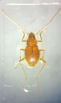 صورة Diaprysius