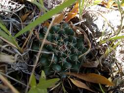 Image of Mammillaria uncinata Zucc. ex Pfeiff.