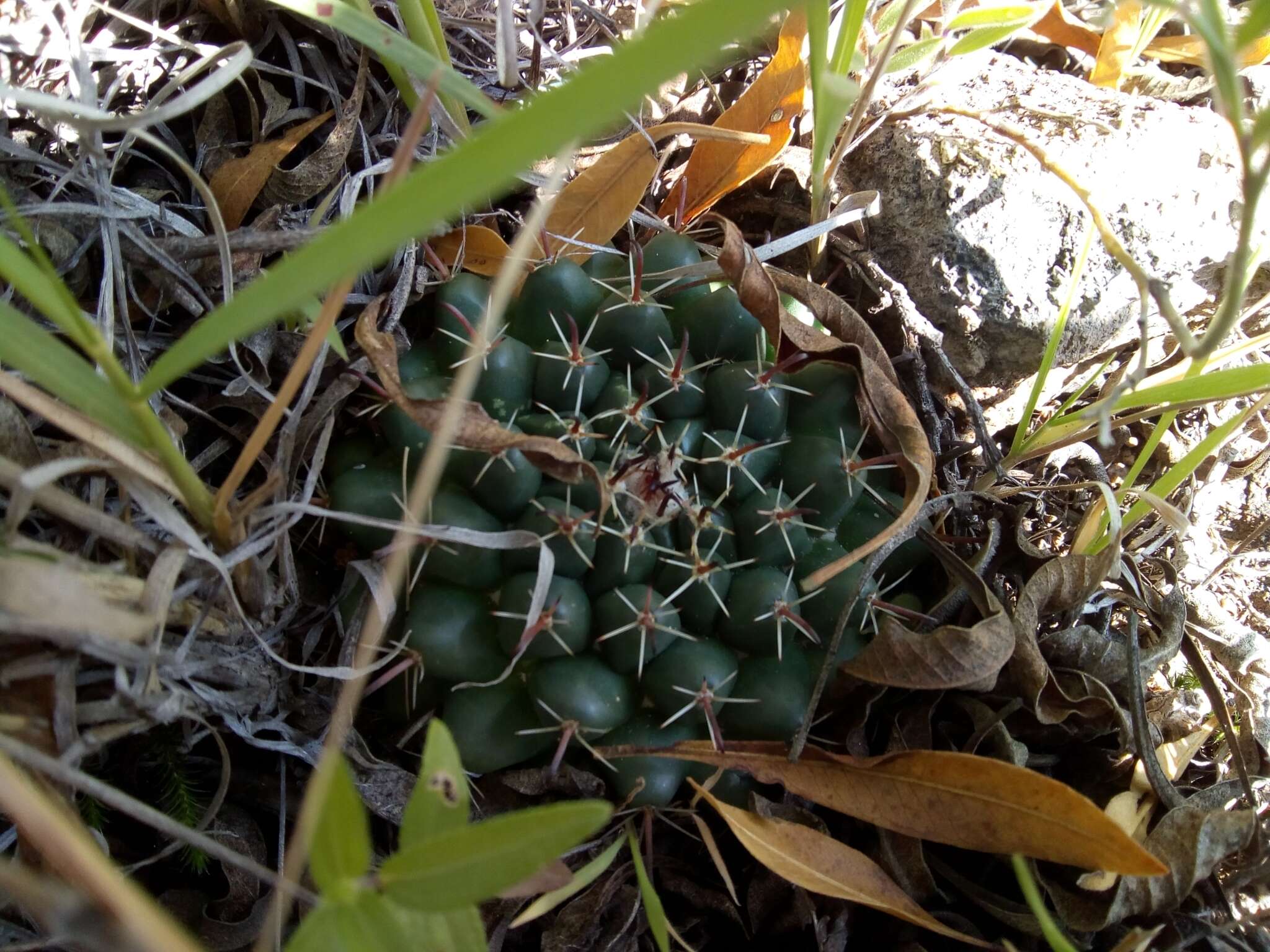 Image of Mammillaria uncinata Zucc. ex Pfeiff.