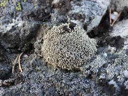 Image of fragile ball lichen