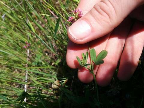 Image of Trifolium bifidum var. decipiens Greene