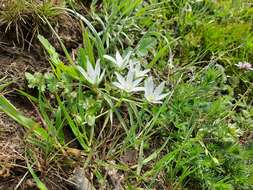 Imagem de Ornithogalum navaschinii Agapova