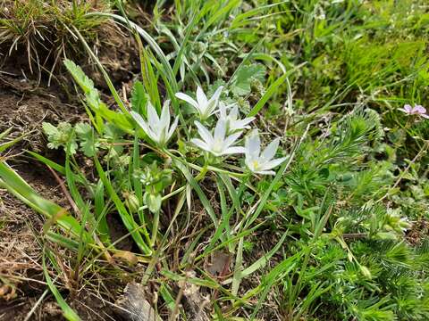 Imagem de Ornithogalum navaschinii Agapova