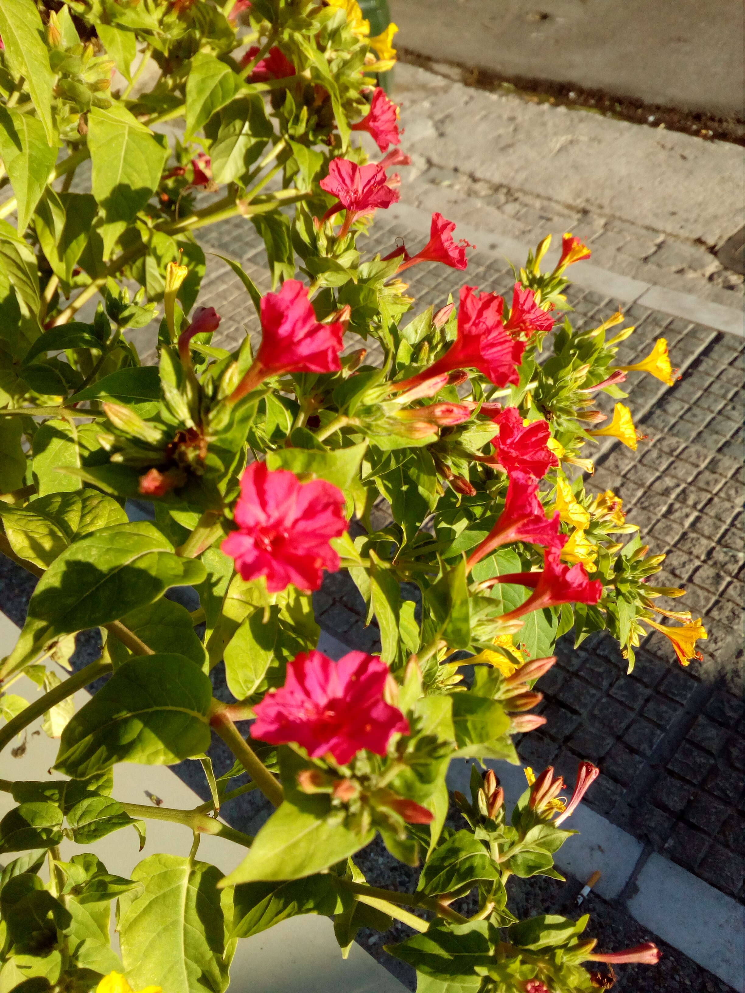 Image of Four o'Clock flower