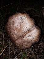 Image of Agaricus pattersoniae Peck 1907