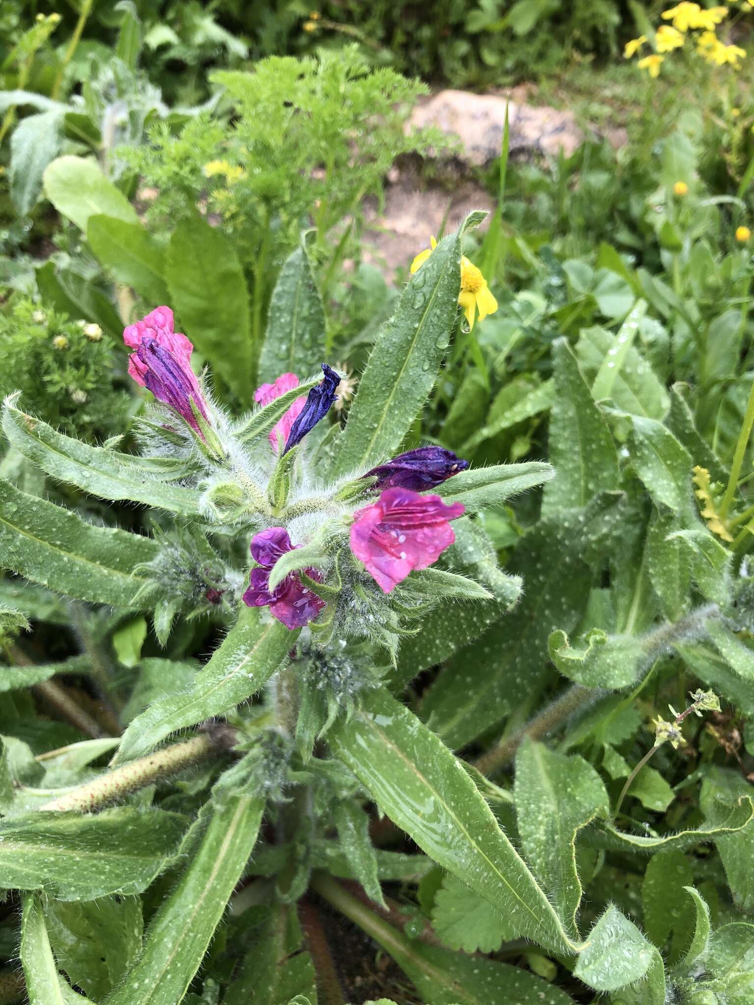 Image of Echium judaeum Lacaita