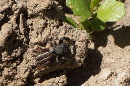 Image of Metacyrba taeniola (Hentz 1846)