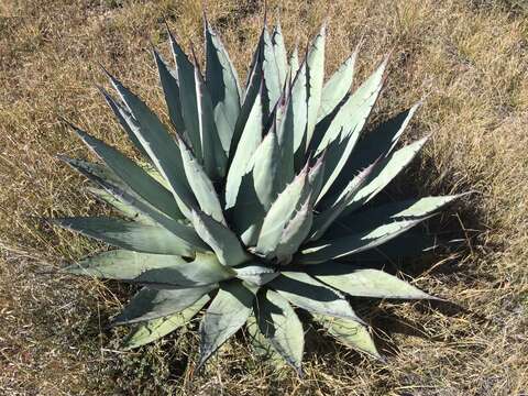 Agave applanata K. Koch resmi