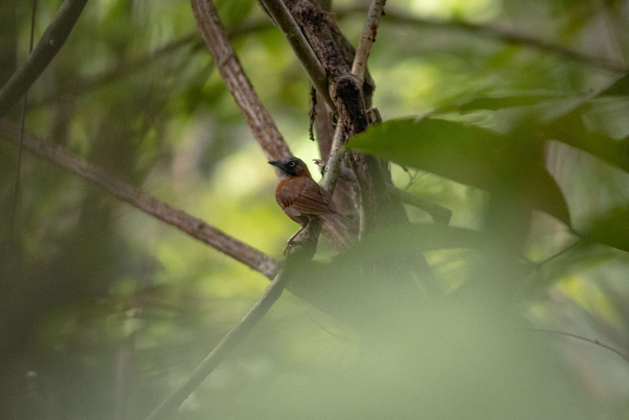 Image of Grey-headed Babbler