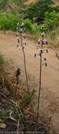Image of Eulophia cristata (Afzel. ex Sw.) Steud.