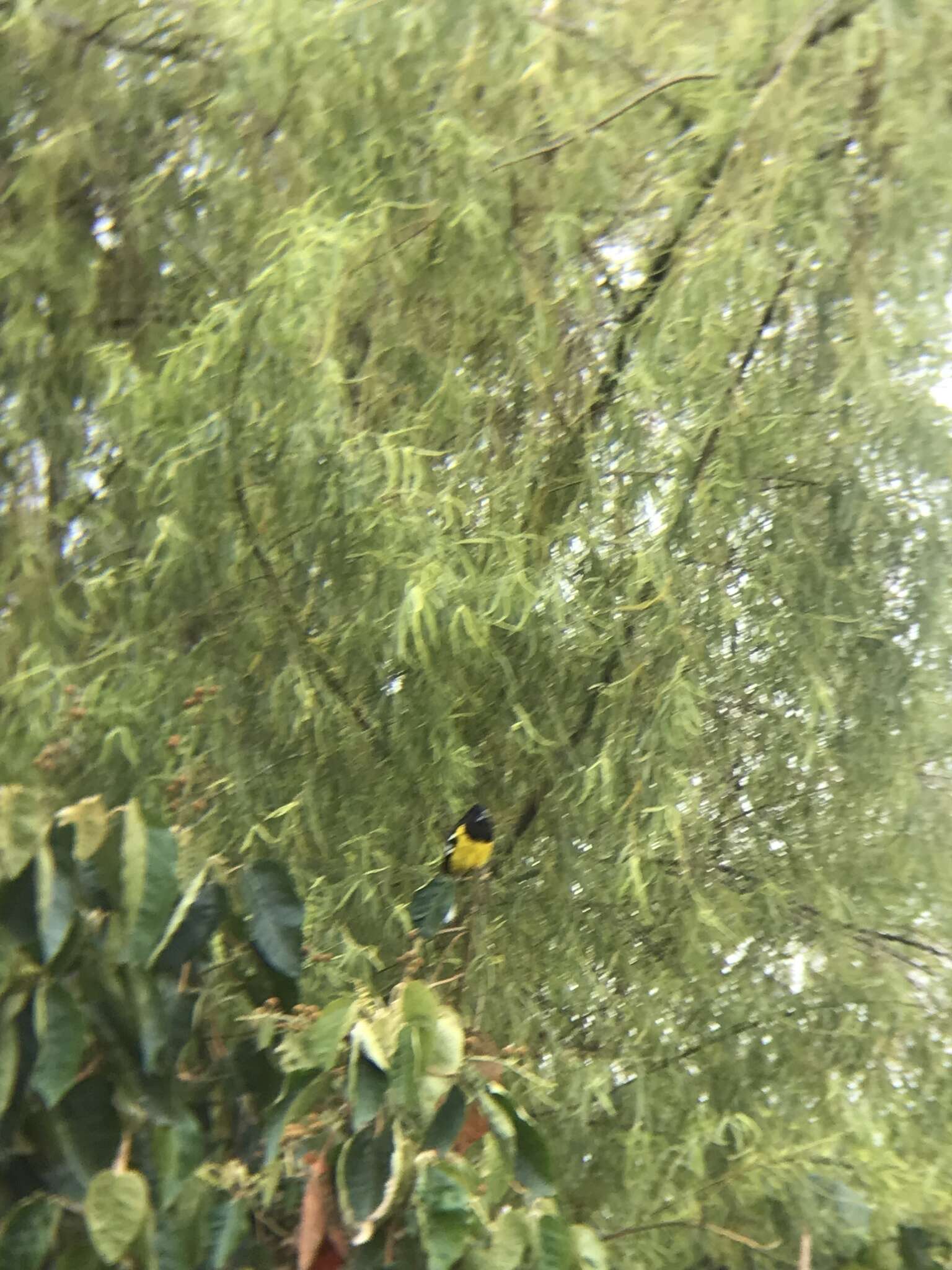 Image of Black-backed Grosbeak