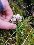 Image of Gentianella cerina (Hook. fil.) T. N. Ho & S. W. Liu