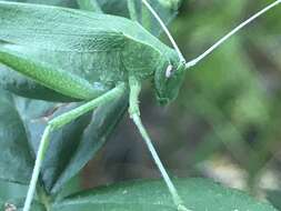 Image of Apache Bush Katydid